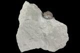 Wide, Enrolled Flexicalymene Trilobite In Shale - Ohio #67977-1